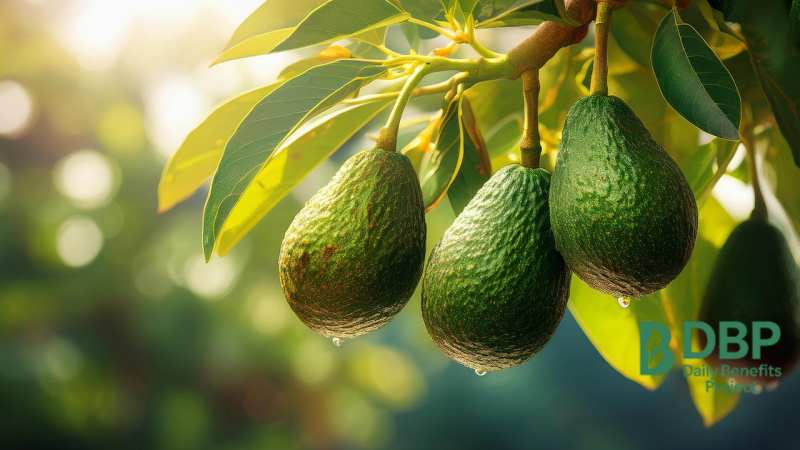 Fresh avocados growing on a tree branch