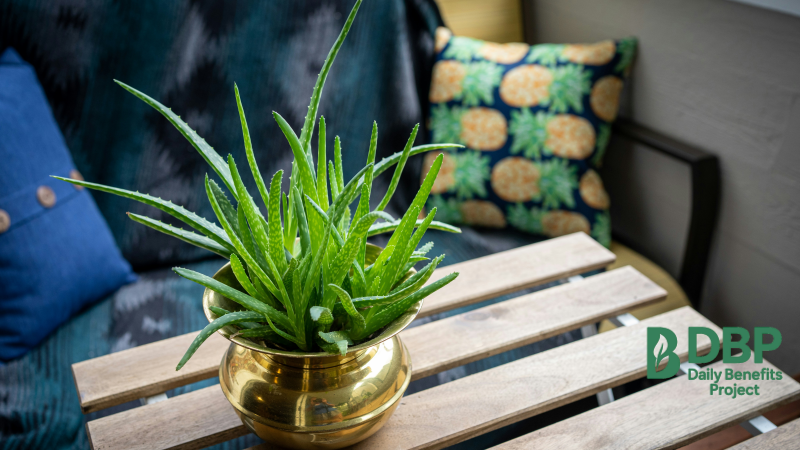 Aloe Vera Houseplant Benefits Aloe vera is celebrated for its natural skin soothing properties.