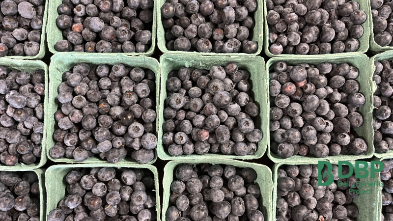 Fresh Blueberries for Diabetic Diet Plans Multiple boxes filled with ripe blueberries suitable for low-glycemic diets