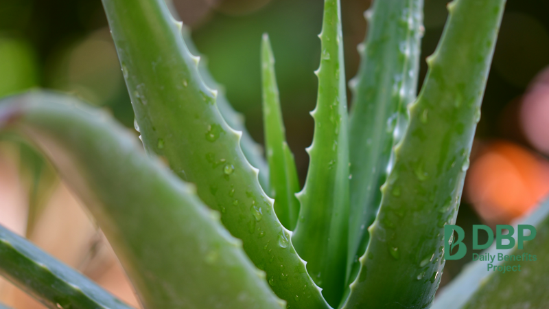 Fresh Aloe Vera Leaves Close-Up Close-up image of fresh aloe vera leaves with water droplets