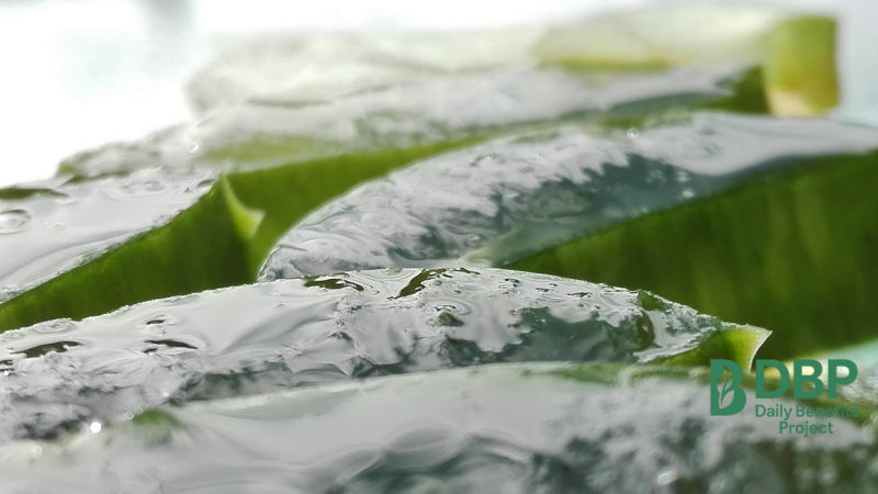 Aloe Vera Gel for Skin Hydration Fresh slices of aloe vera leaves showing the clear gel texture