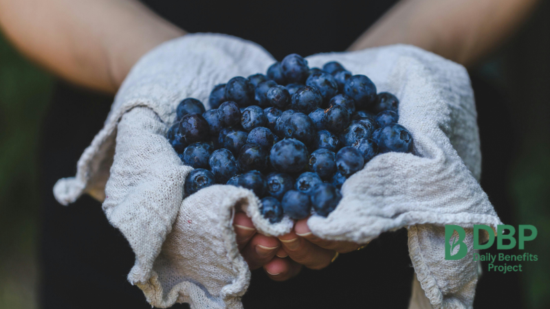 Handful of Blueberries in Cloth A person holding freshly picked blueberries in a cloth