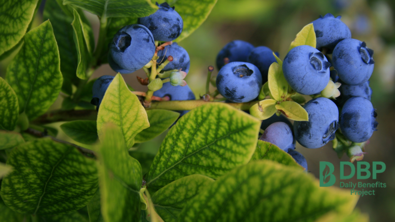 Blueberry Bush Close-Up Close-up view of ripe blueberries growing on a bush with green leaves