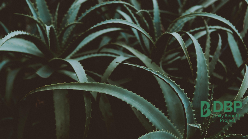 dense-aloe-vera-garden-dark-tones-dbp.png Close-up of aloe vera plants in a shaded garden