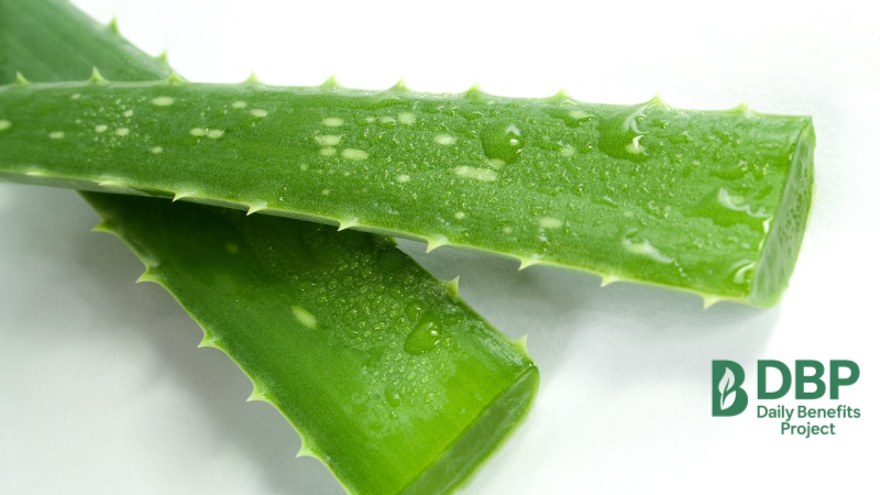 fresh-aloe-vera-stems-clean-cut-dbp.png Two fresh aloe vera stems with clear moisture